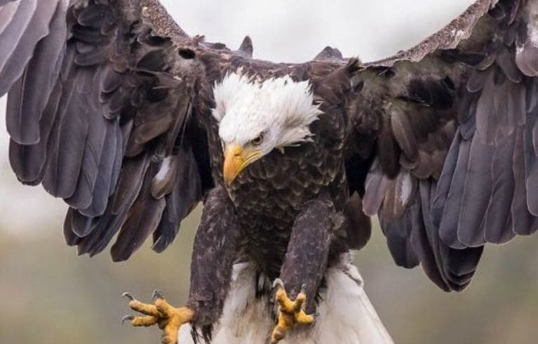 Ο Αετός του Δία: Ο Αρχέγονος Άρχοντας των Ουρανών του Ολύμπου