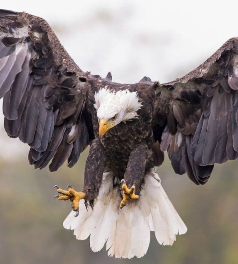 Ο Αετός του Δία: Ο Αρχέγονος Άρχοντας των Ουρανών του Ολύμπου